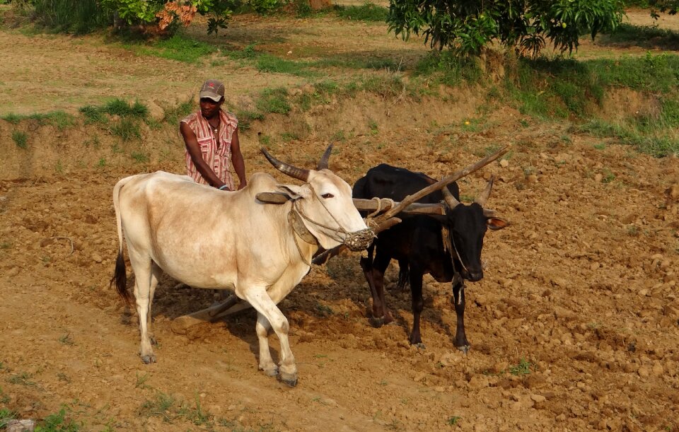 Siddhi ethnic group bantu people