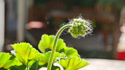 Geranium in the morning backlight