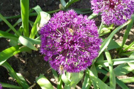 Bee violet spring
