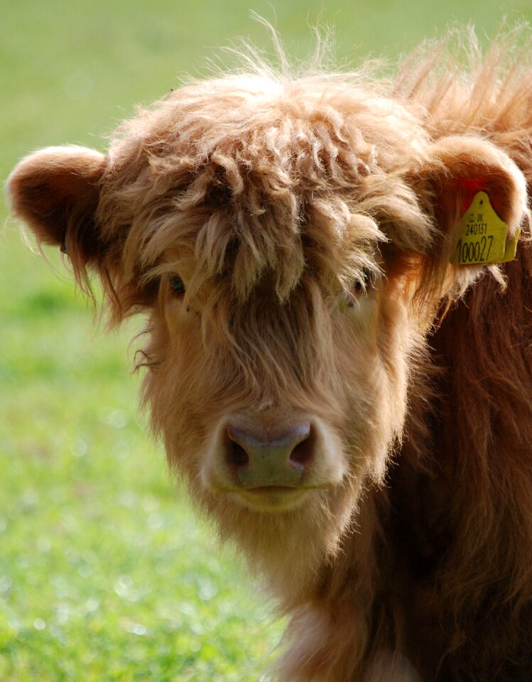 Farm animal hairy brown