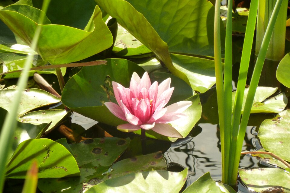 Lake rose nuphar aquatic plants