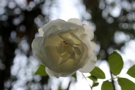 Rose white rose photo