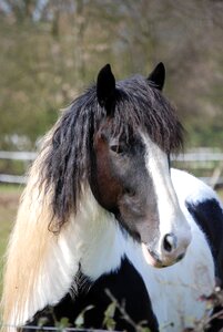 Countryside piebald