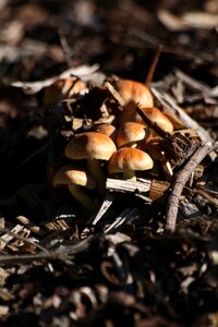 Forest mushroom autumn photo