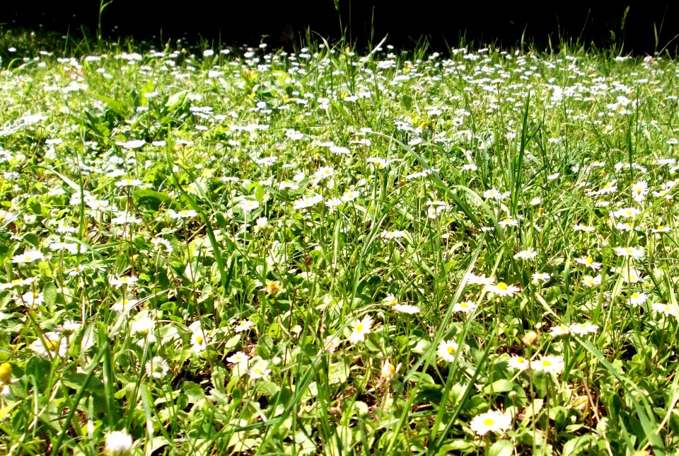 Margaret nature grass