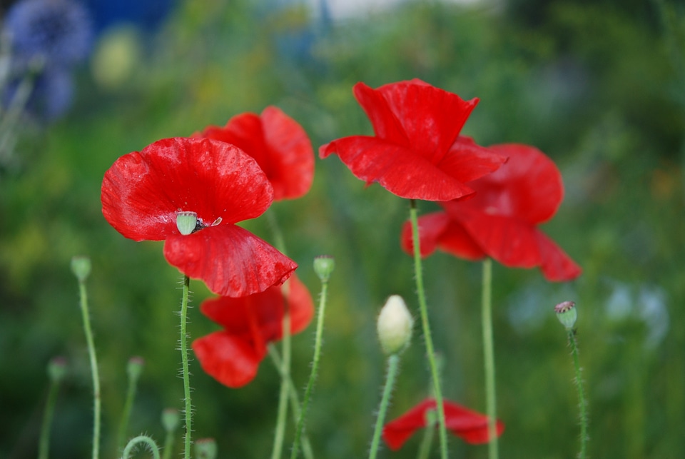 Flower nature plant