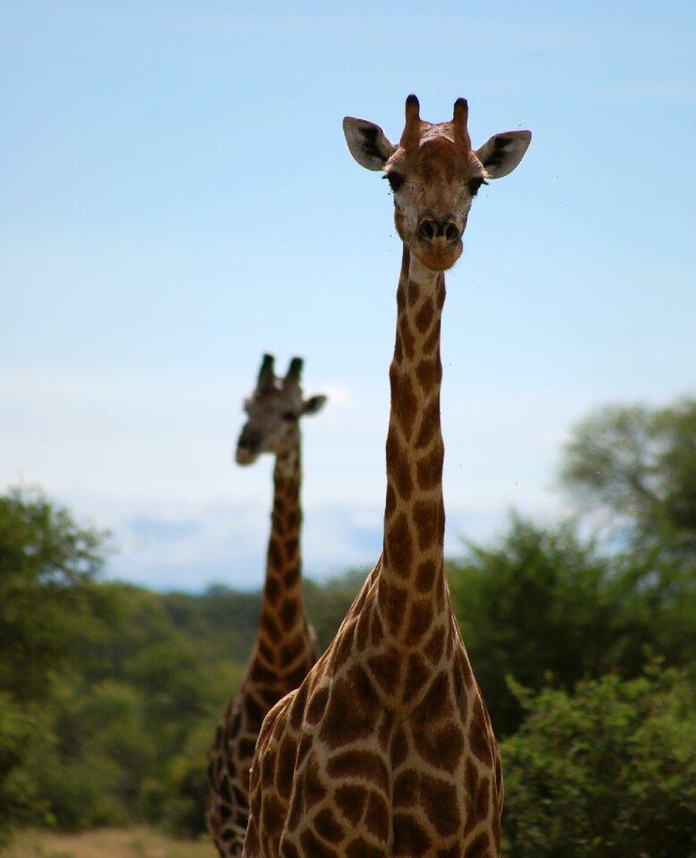 African safari