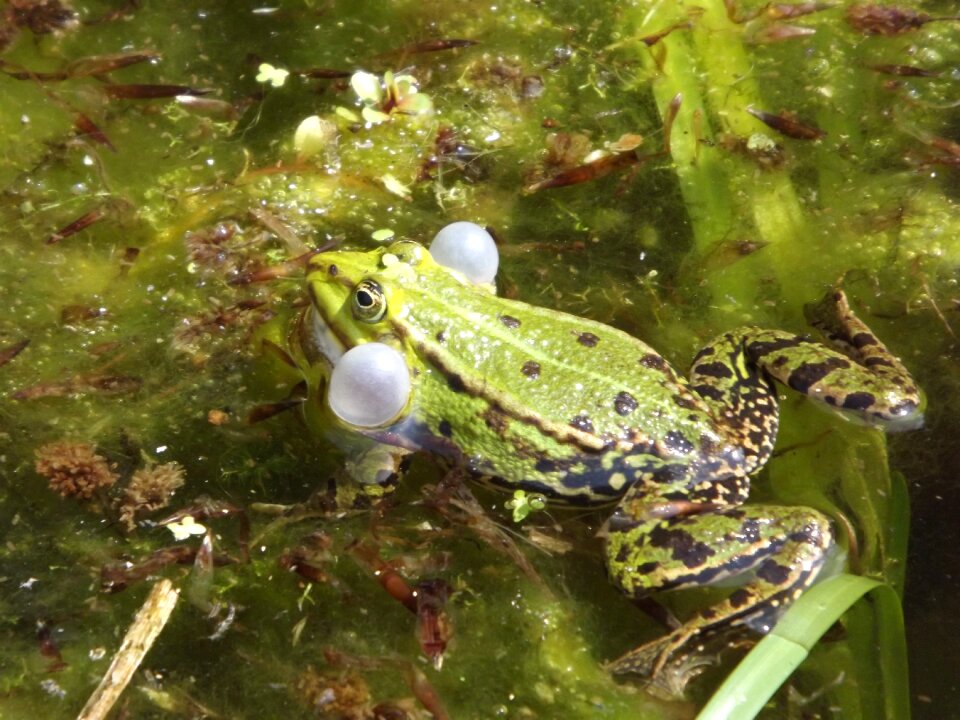 Amphibian animal pond