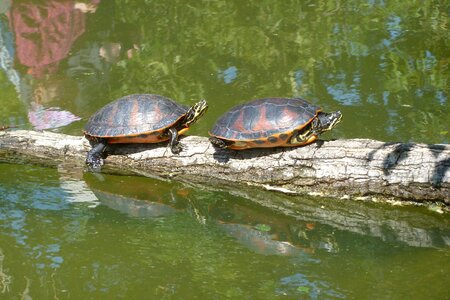 Pond animal reptile photo