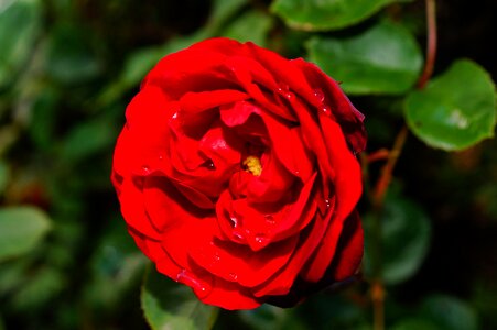 Bloom romantic red photo