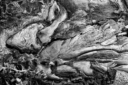 Wood texture abstract seattle photo