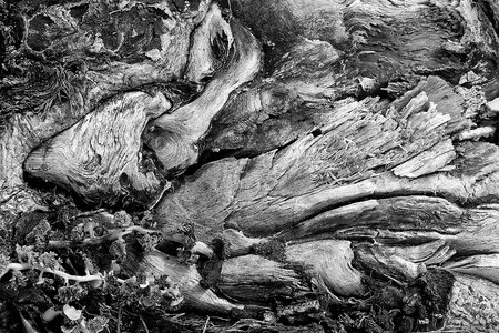 Wood texture abstract seattle