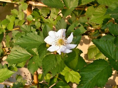 White flowers rosaceae genus rubus
