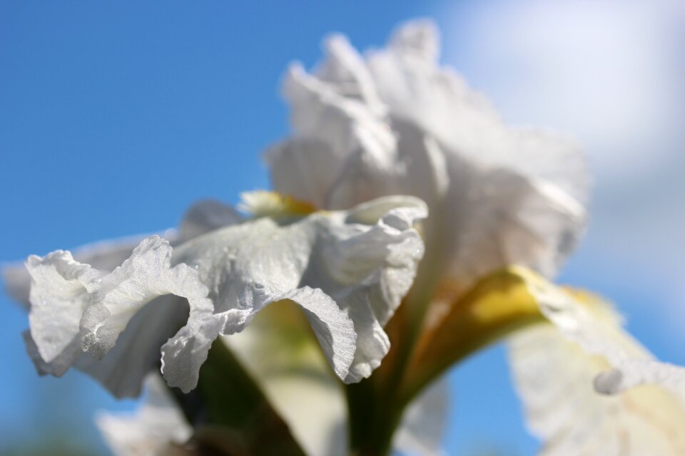 Plant flower white blossom