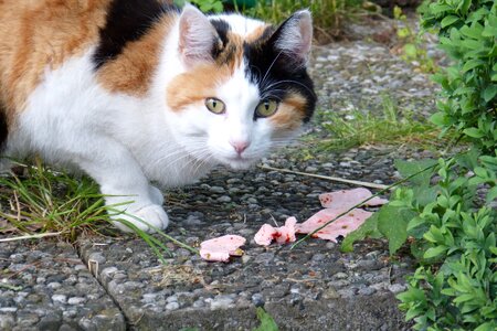 Three colors domestic cat pet