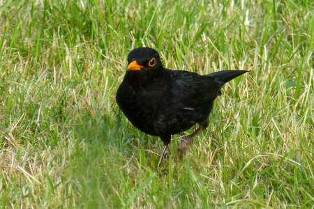 Bird black grass photo