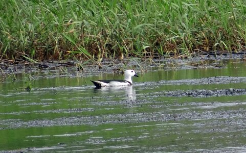 Duck perching duck bird