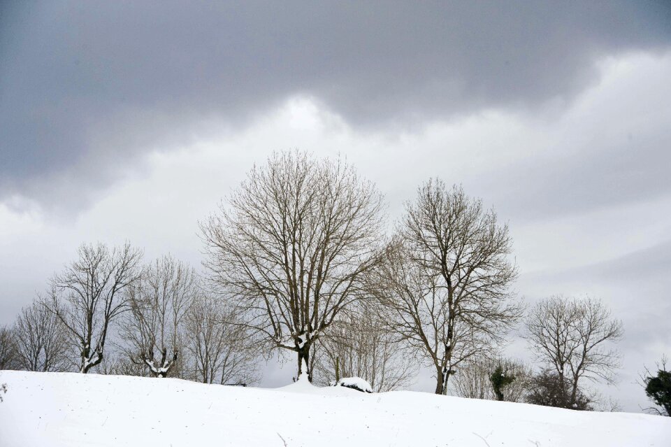 Nature tree white