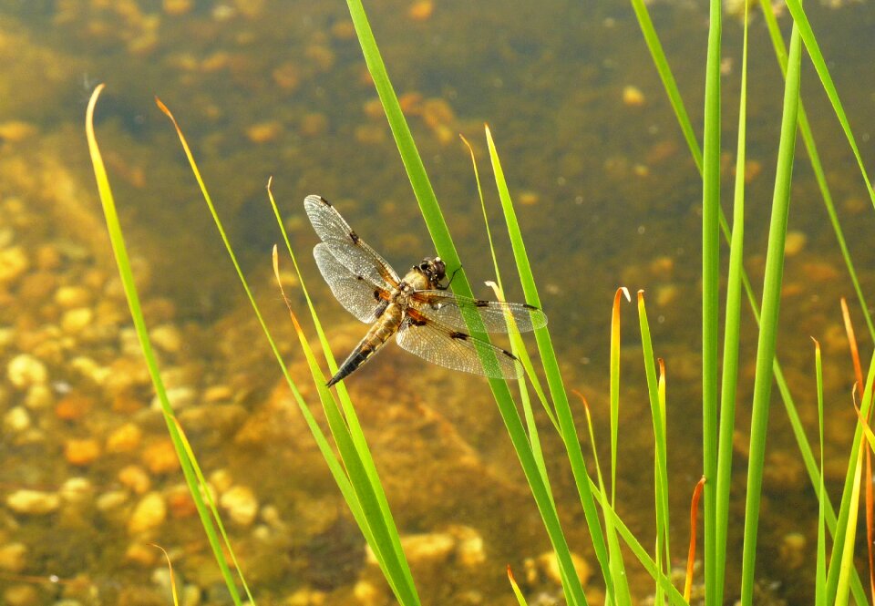 Flight insect wing bank