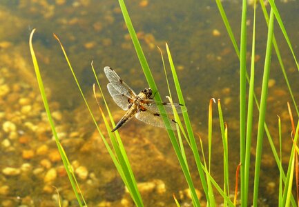 Flight insect wing bank