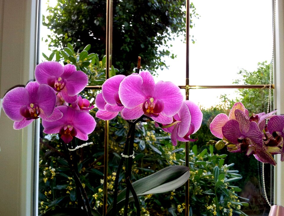 Fuchsia color window