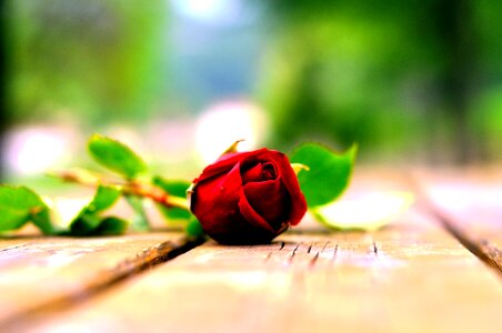 Flower rosa nature