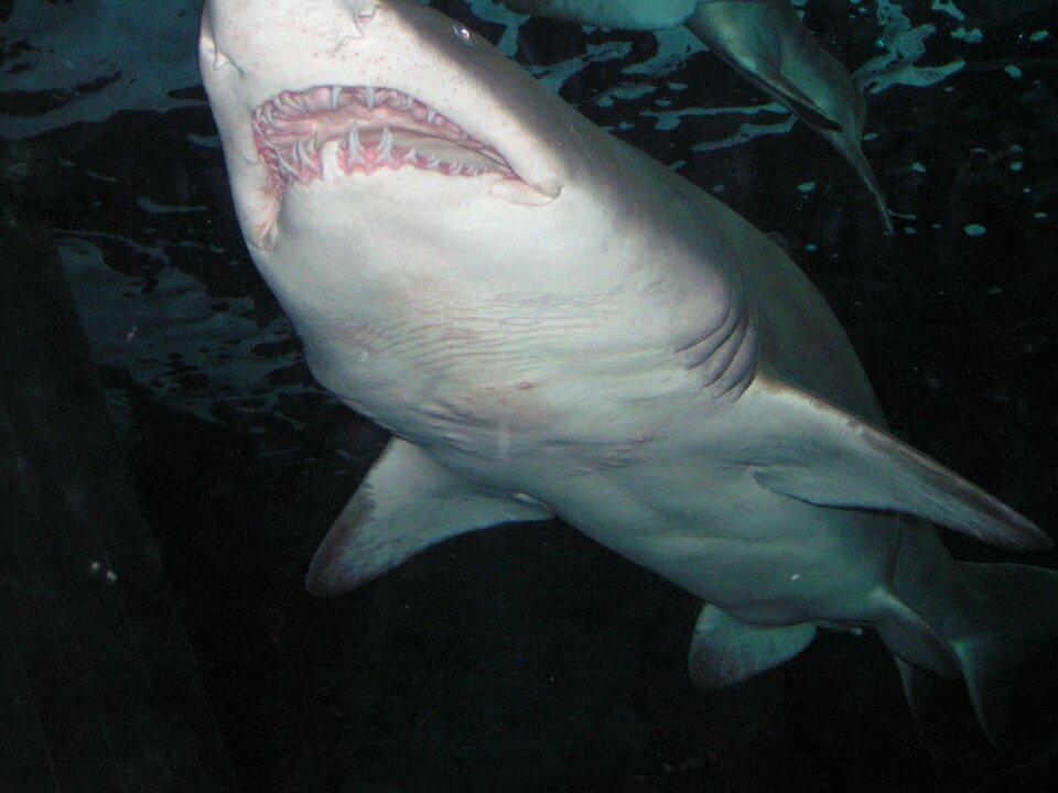 Saltwater marine life