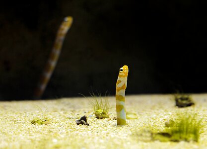 Meeresbewohner marine life underwater world photo