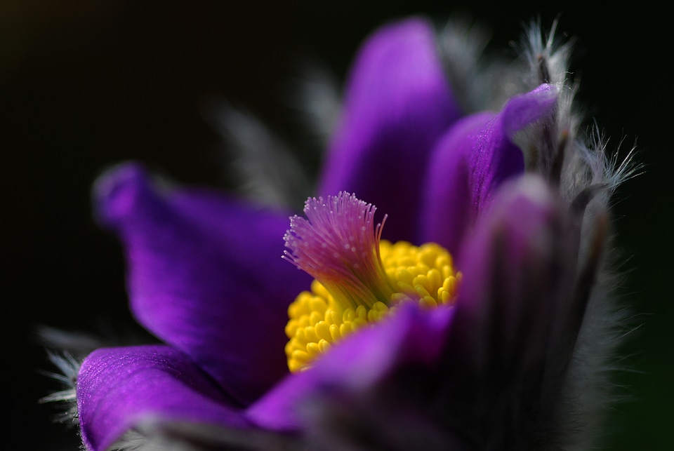 Macro blossom bloom