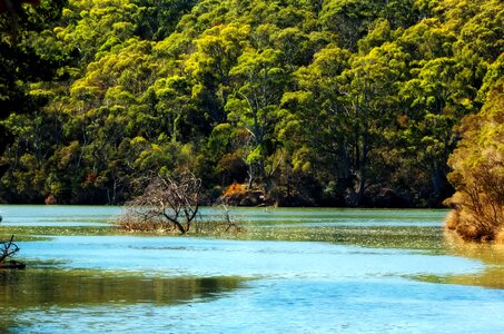 Landscape scenic forest photo