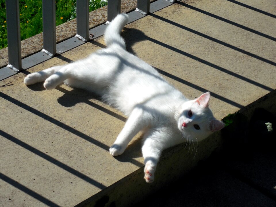 Mieze domestic cat tiger