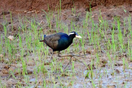 Bird paddy field karnataka photo