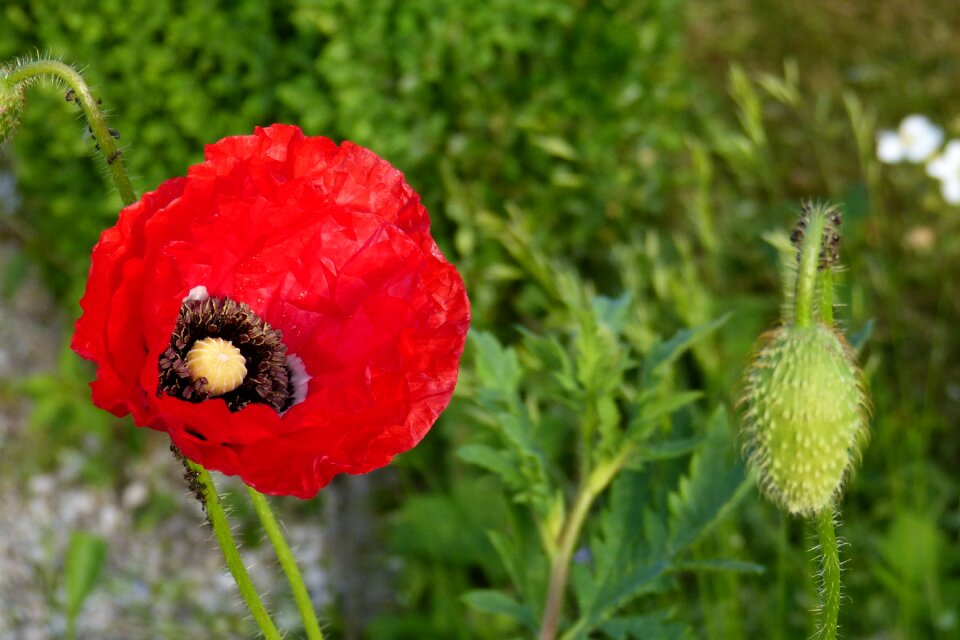 Close up flower bright