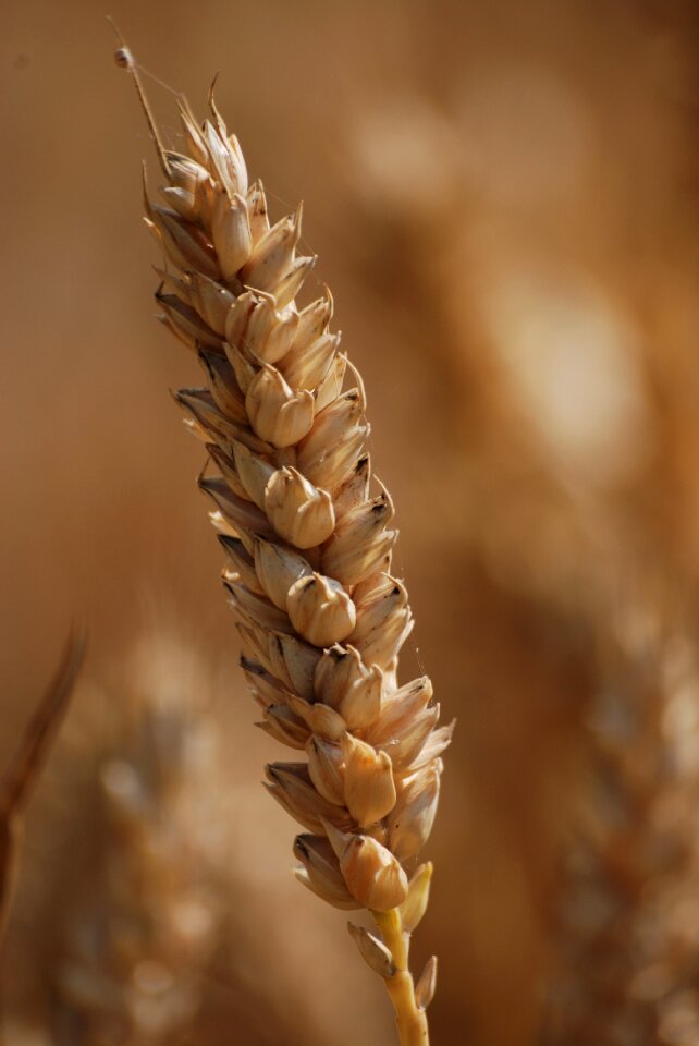 Grain seed