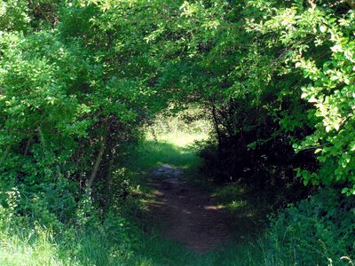 Promenade trail forest