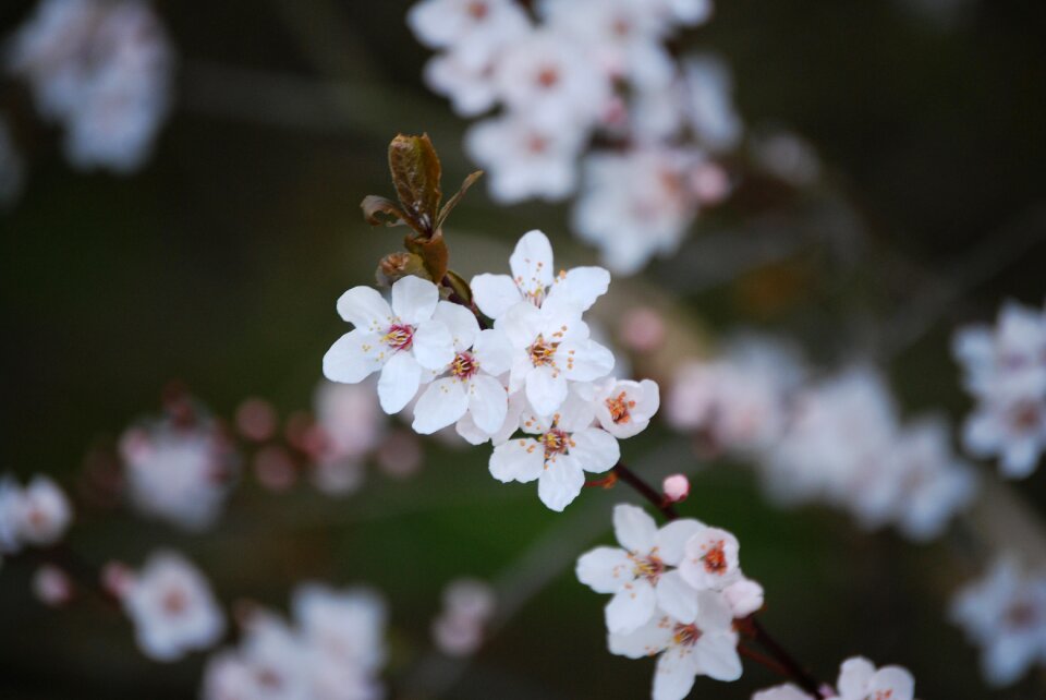 Cherry tree branch cherry tree branch