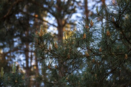 Twigs forest plant