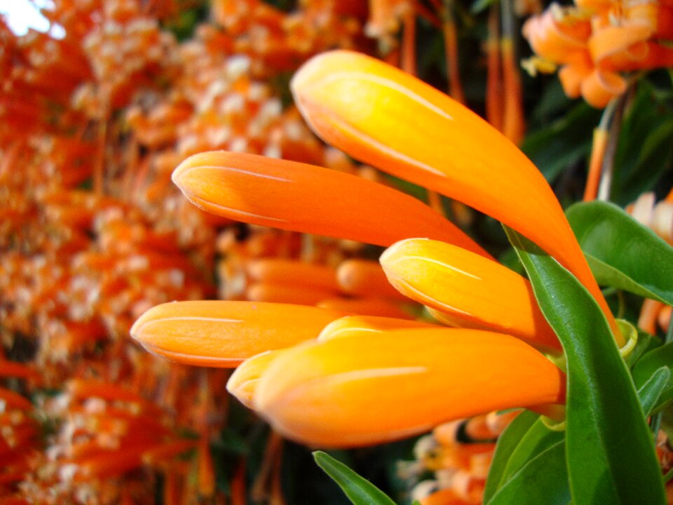 Laos flower