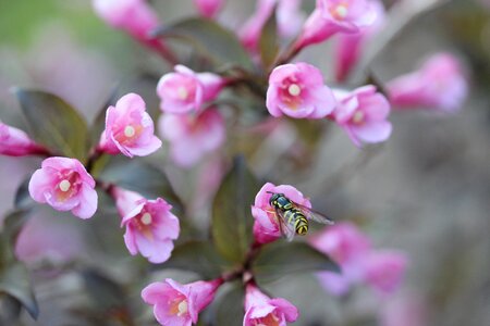 Herbs bee nature photo