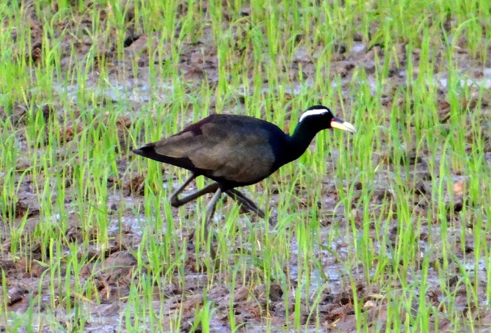 Bird wildlife paddy field