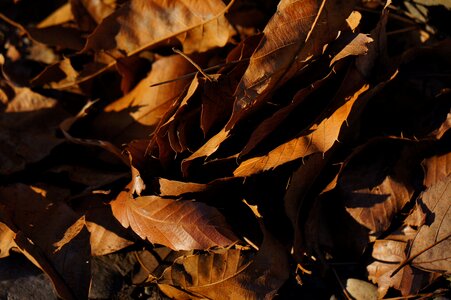 Dead leaf plant park