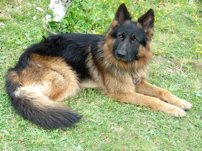 Watchdog pet young