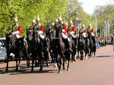 Horses united kingdom buckingham palace