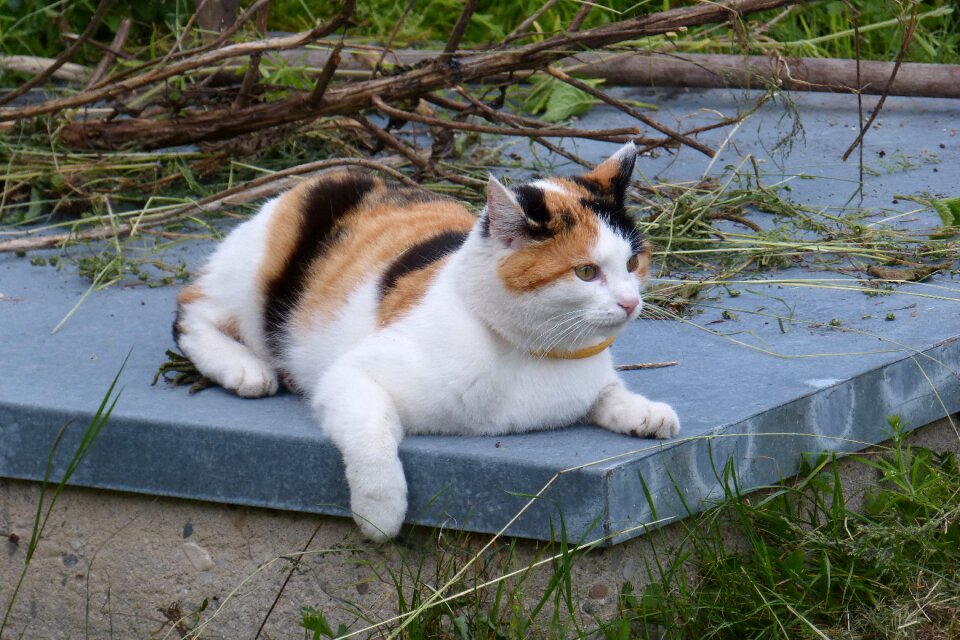 Three colors domestic cat pet