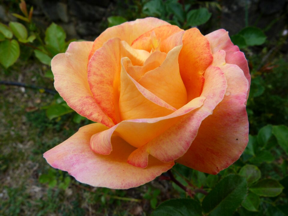Macro petals spring