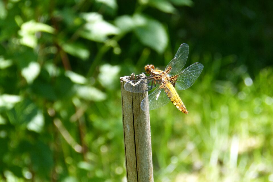 Plattbauch female libellula depressa