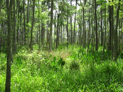 Louisiana greenery trees