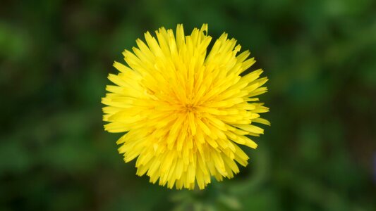 Taraxacum officinale yellow flower weed photo