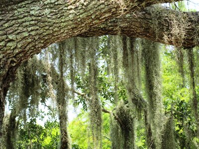 Tree swamp louisiana