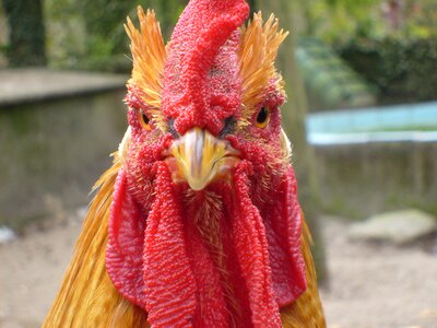 Cock chicken animal